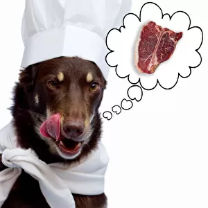 Dog thinking about steak