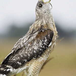 Red-shouldered Hawk eating snake