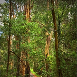 Roadway in the Forest, Yarra Ranges, Victoria, Australia