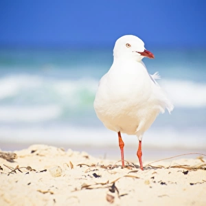 Seagull in front of the ocean
