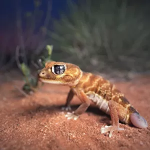 Wild smooth knob-tailed gecko (Nephrurus levis) with regenerated tail with spinifex and mallee background