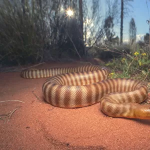 Australian Scrub Python