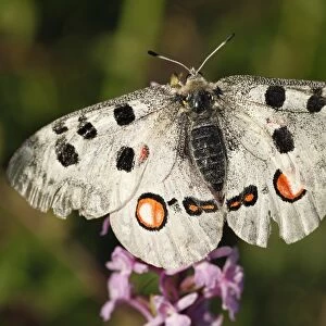 Apollo -Parnassius apollo- butterfly, Kleinziegenfelder Valley, Franconian Switzerland, Bavaria, Germany, Europe