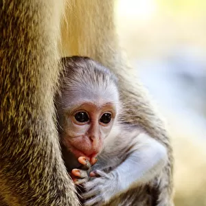 Baby monkey portrait
