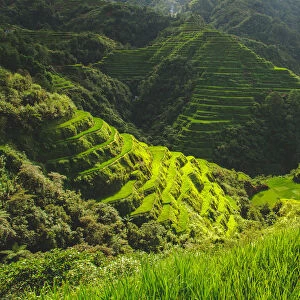 Banaue rice fields