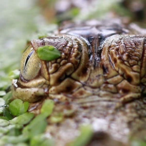 Close-up of a crocodiles eyes