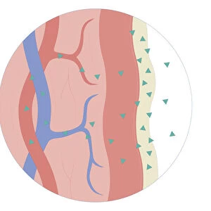 Cross section biomedical illustration of nasal / sublingual / buccal route with drugs absorbed through thin mucus membrane directly into bloodstream