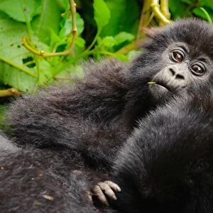 A curious young mountain gorilla (Gorilla beringei beringei) checking out the tourists under the protection of family members in Volcanoes National Park, Rwanda