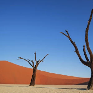 Two dead trees with red orange sand dune