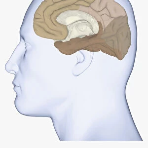Digital illustration of head in profile showing medial view of cortex in human brain