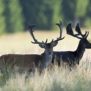 Fallow deer -Dama dama-, Vastra Gotaland County, Sweden