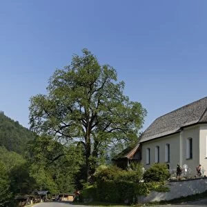 Filial Church of St. Catherine and a Wych elm or Scots elm in Marul, community of Raggal, Grosses Walsertal, Vorarlberg, Austria