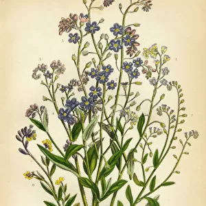 Forget Me Not, Scorpion Grass, Myosotis, Victorian Botanical Illustration