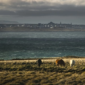 Horse herd with Reykjavik in background