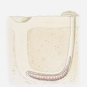 Illustration of a lugworm burrow, cross-section