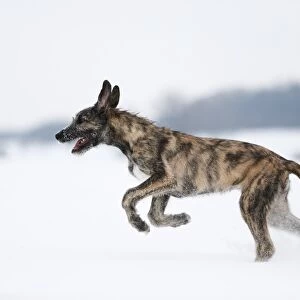 Irish Wolfhound, puppy, 3 months, brindled, running in the snow, Germany