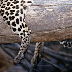 Leopard (Panthera pardus) lying on log, close-up