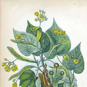 Lime Tree Victorian Botanical Illustration