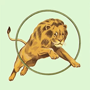 Lion Jumping Through Hoop