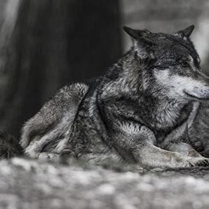 Two lying Gray Wolves -Canis lupus-, Jamtland County, Sweden