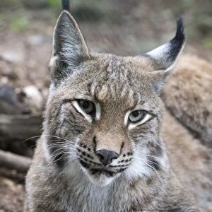 Lynx -Lynx lynx-, captive, Germany