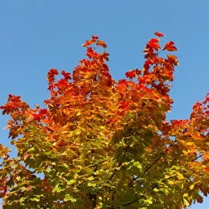 Maple -Acer sp. - with autumn colors