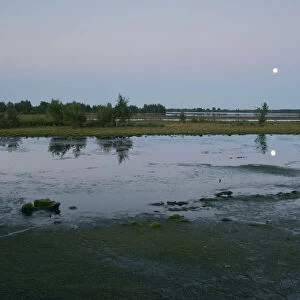 Full moon in Dutch raised bog reserve Bargerveen, Netherlands, Europe