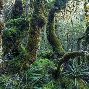 Mossy green rainforest, Routebourn track, New Zealand