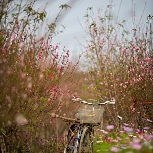 Peach blossom field, bicycle, vertical
