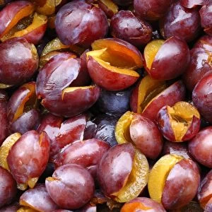 Pitted Prunes -Prunus domestica-, prepared to make jam