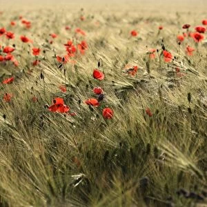 Poppies (Papaver) in a corn field