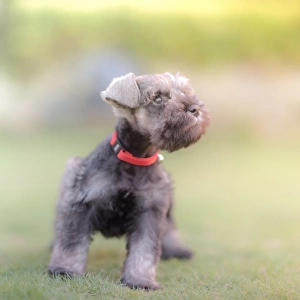 Puppy stands on lawn