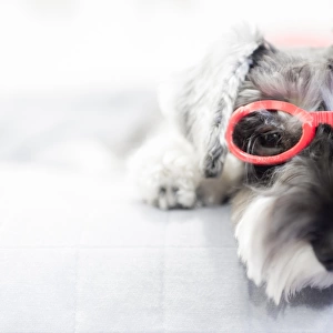 Puppy wearing red glasses