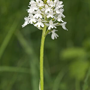 Rare white-flowering colour variation of Pyramidal Orchid -pyramidalis-, Kaiserstuhl, Baden-Wurttemberg, Germany