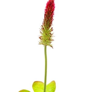 Red Feather Clover -Trifolium rubens-