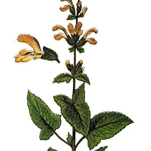 Salvia glutinosa (glutinous sage, sticky sage, Jupiters sage, Jupiters distaff)