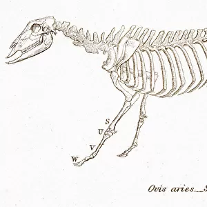 Sheep skeleton engraving 1803