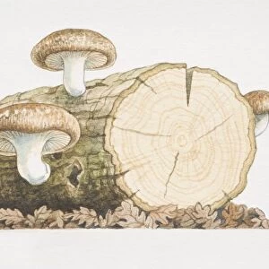 Three Shiitake Mushrooms growing from log