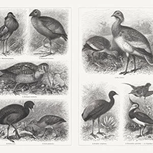 Shorebirds (Charadriiformes), wood engravings, published in 1897