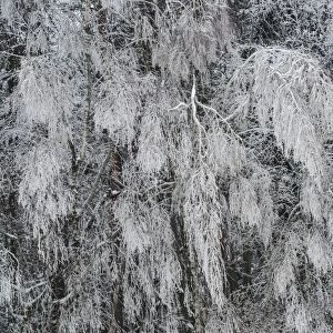 Snow-covered trees, Thaya Valley National Park, Lower Austria, Austria
