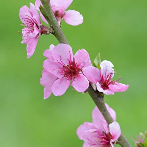 Twig with Peach blossoms -Prunus persica-