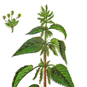 Urtica dioica, often called common nettle, stinging nettle or nettle leaf