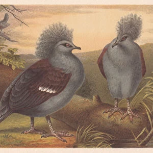 Western crowned pigeon (Goura cristata), lithograph, published in 1882