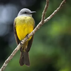 Yellow wagtail (Motacilla flava) sits on branch, province Alajuela, Costa Rica