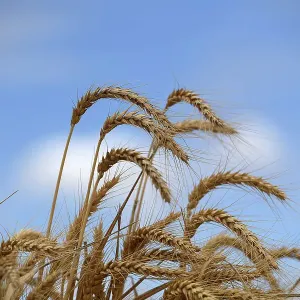 NSW HARVEST FEATURE