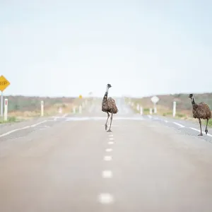 : Animals
