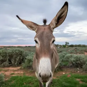 Animals