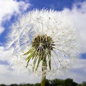 Dandelion seedhead (clock) against cloudy blue sky credit: Marie-Louise Avery /