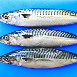Three fresh whole mackerel on blue fish chopping board credit: Marie-Louise Avery