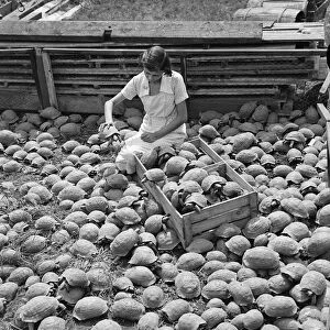 A girl packing a crate of tortoises for dispatch from the Alperton, Middlesex farm
